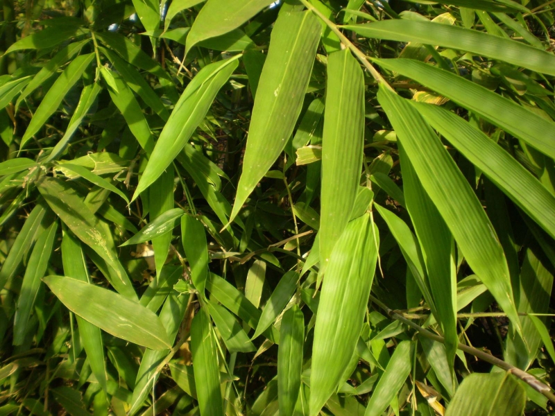 Hậu sản mòn là gì? Những bài thuốc dân gian chữa hậu sản mòn 3