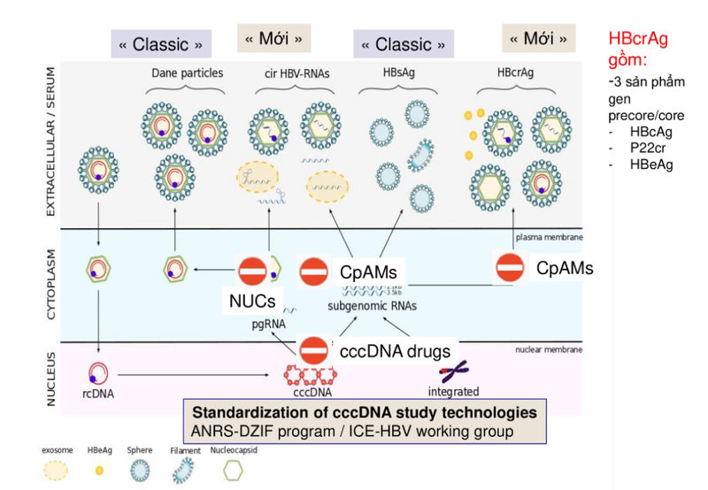 HBcrAg là gì? Giá trị của dấu ấn huyết thanh HBcrAg là gì? 2