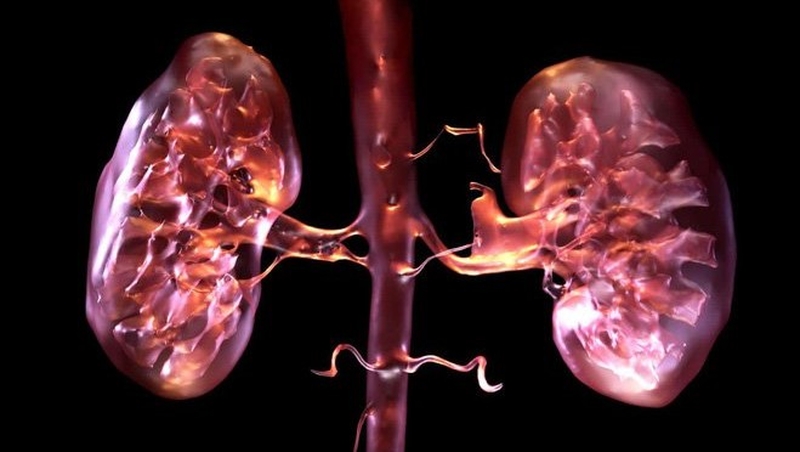 Hệ bài tiết có chức năng loại bỏ chất có hại ra cơ thể