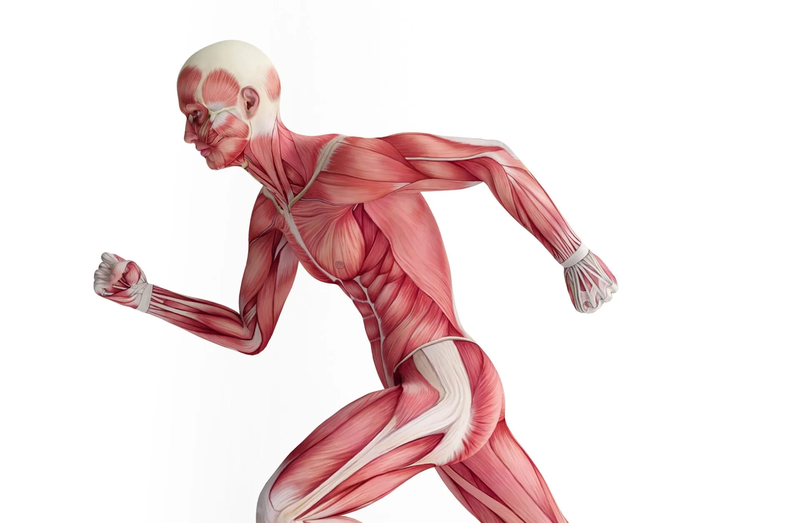 Hệ cơ: Cấu tạo, chức năng và cơ chế hoạt động 1