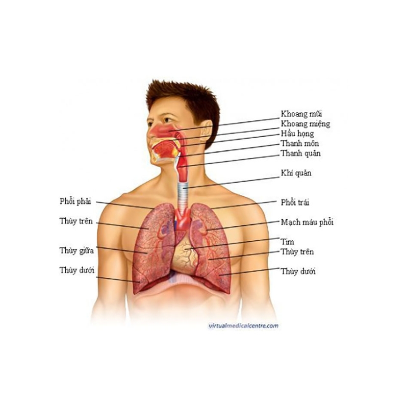 Hình ảnh hệ hô hấp của cơ thể