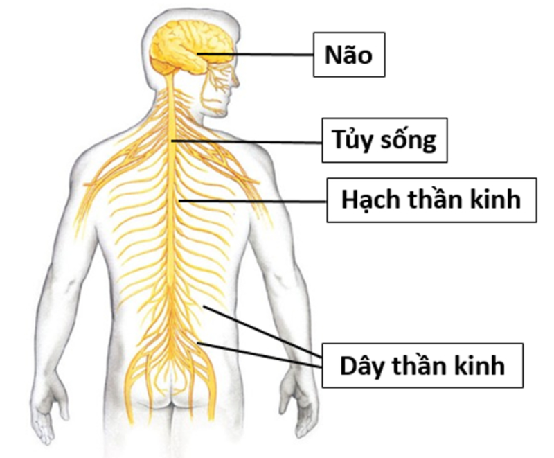 Hệ thần kinh là một hệ cơ quan phân hóa cao nhất trong cơ thể chúng ta