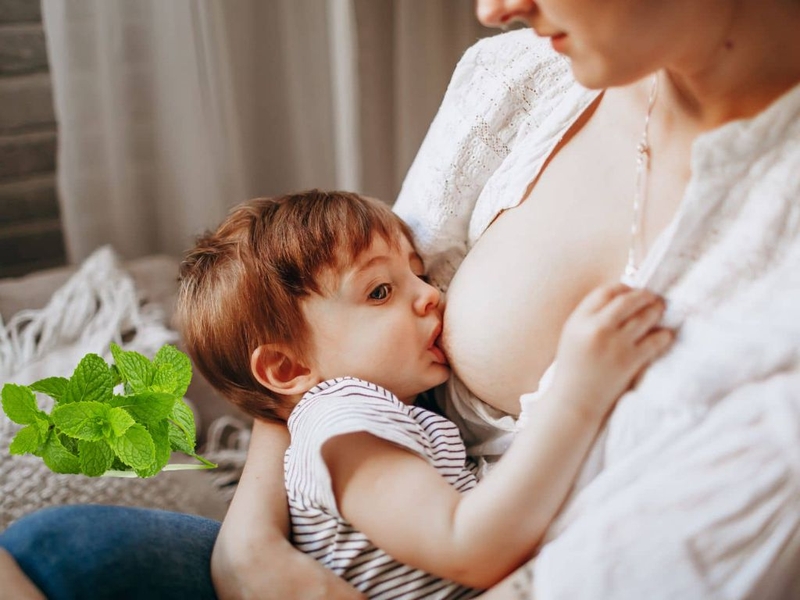 Hé lộ 9 công dụng của lá bạc hà và giải đáp thắc mắc bầu ăn rau bạc hà được không 4