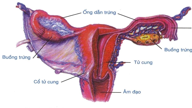 Hệ sinh dục: Hệ sinh sản của cả nam và nữ 3