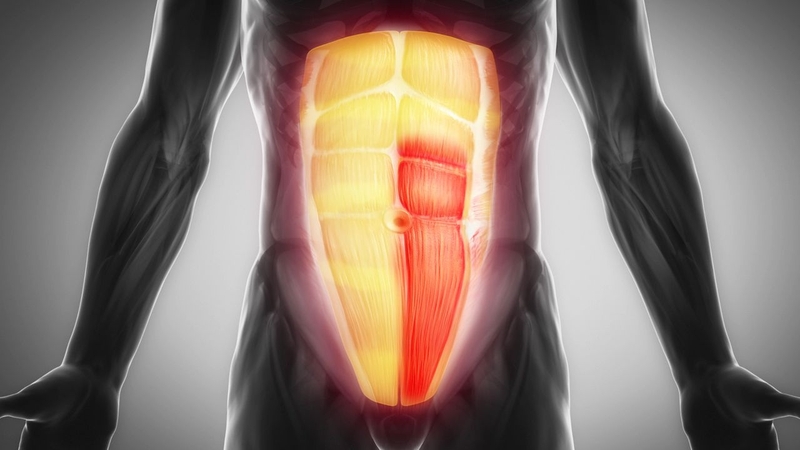 Hệ thống cơ bắp trong cơ thể gồm những gì? Cách tăng sức khỏe cơ bắp 2