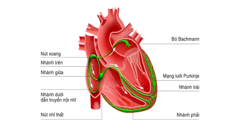 Hệ thống dẫn truyền của tim là gì và một số vấn đề bạn cần biết 3