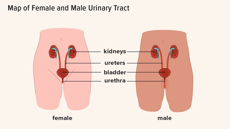 Hệ tiết niệu là gì? Có vai trò như thế nào đối với cơ thể? 3