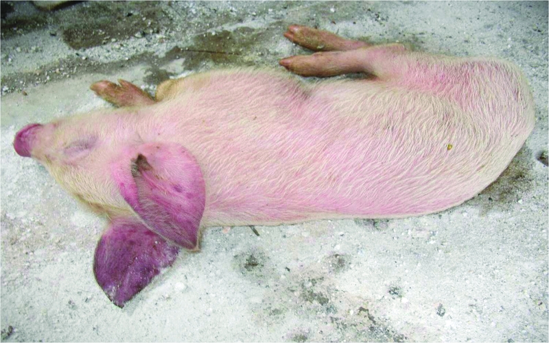 Dịch tả lợn Châu Phi có biểu hiện như thế nào? 2