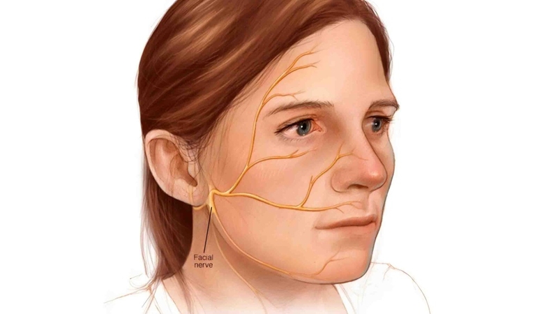 Hiểu rõ các dây thần kinh vùng hàm mặt: Chức năng và các bệnh lý liên quan 1