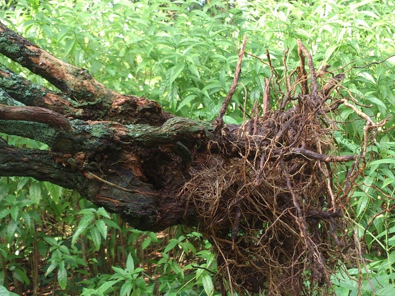 Hiểu rõ cây hoàn ngọc trị bệnh gì để sử dụng hiệu quả hơn 2