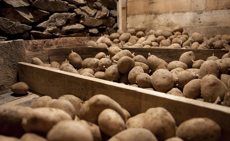 Hiểu rõ hơn tình trạng khoai tây để tủ lạnh bị đen 4