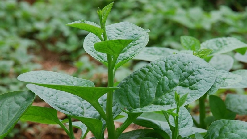 Hiểu rõ những tác hại của rau mồng tơi mà bạn cần biết 1