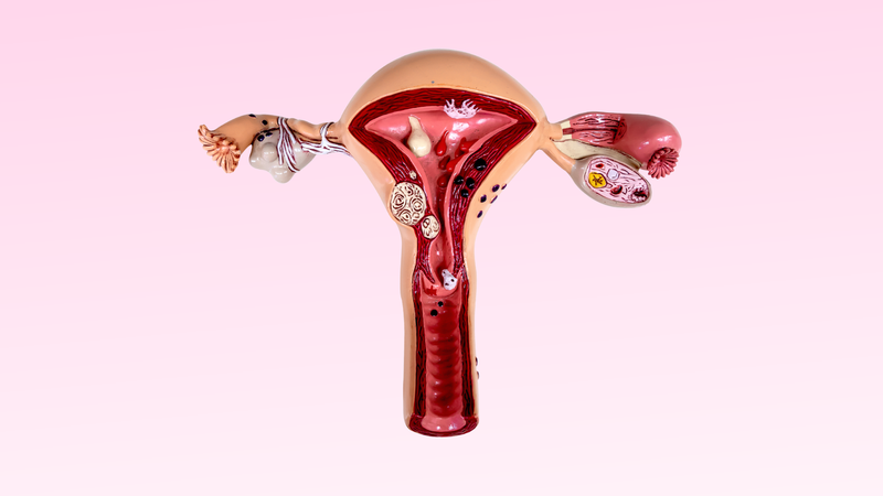 Hiểu rõ về cấu tạo bộ phận sinh dục nữ 3D 1