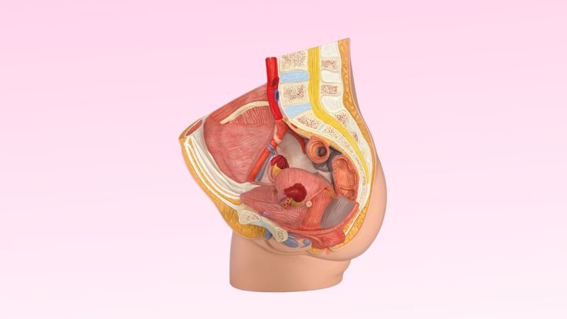 Hiểu rõ về cấu tạo bộ phận sinh dục nữ 3D 2