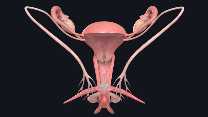 Hiểu rõ về cấu tạo bộ phận sinh dục nữ 3D: Hiểu biết khoa học để bảo vệ sức khỏe 1