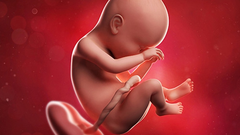 Hiểu về tuần hoàn bào thai: Cơ chế và vai trò quan trọng cho sức khỏe thai nhi 2