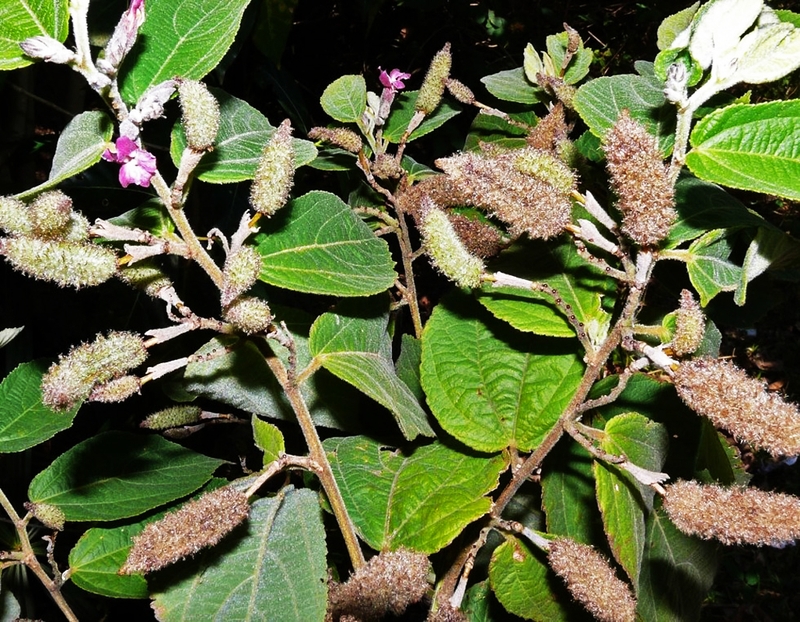 Người bình thường có uống được cây an xoa không? 1