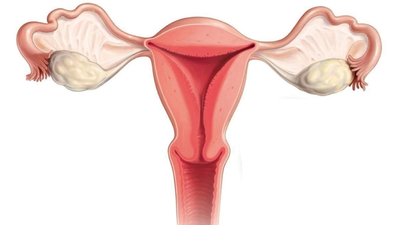 Hình ảnh cổ tử cung đẹp và cách duy trì sức khỏe sinh sản hiệu quả 1