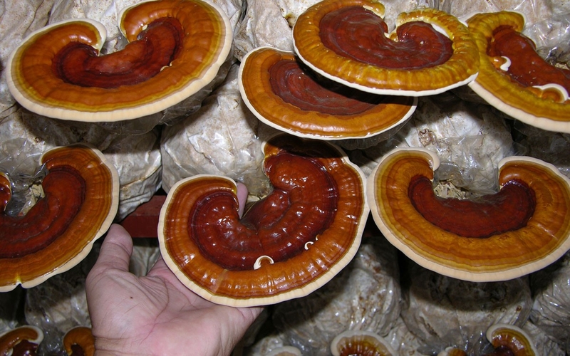 hình ảnh nấm linh chi tự nhiên 2