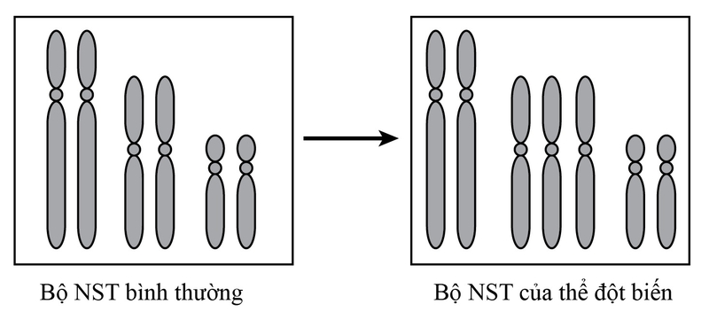 Hình thái nhiễm sắc thể ở tế bào -2