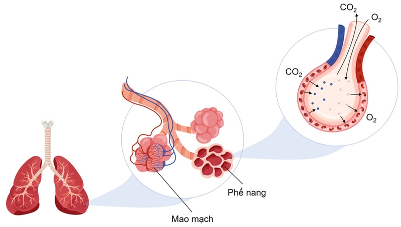 Hình thể ngoài, cấu trúc của nhu mô phổi và các bệnh về phổi thường gặp 3