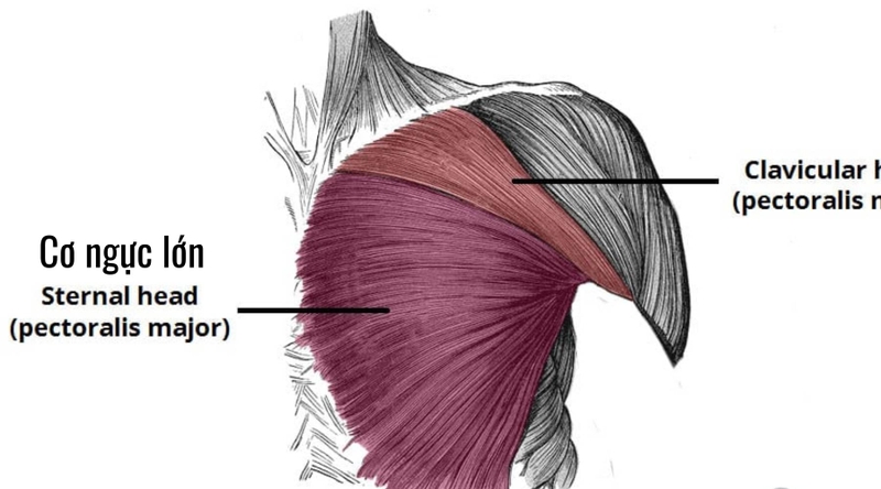 Hít đất tăng cơ gì và nhóm cơ nào trên cơ thể? 1