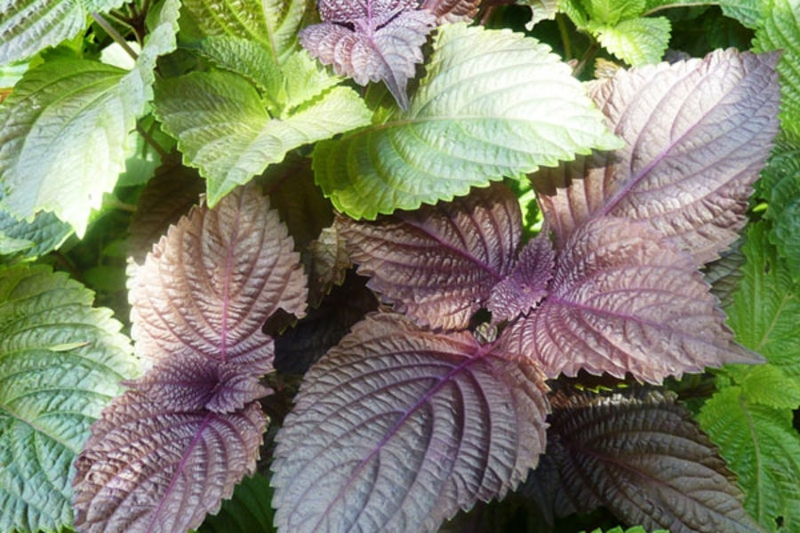 Ho đau rát cổ họng phải làm sao?