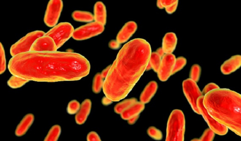 Khái niệm bệnh ho gà