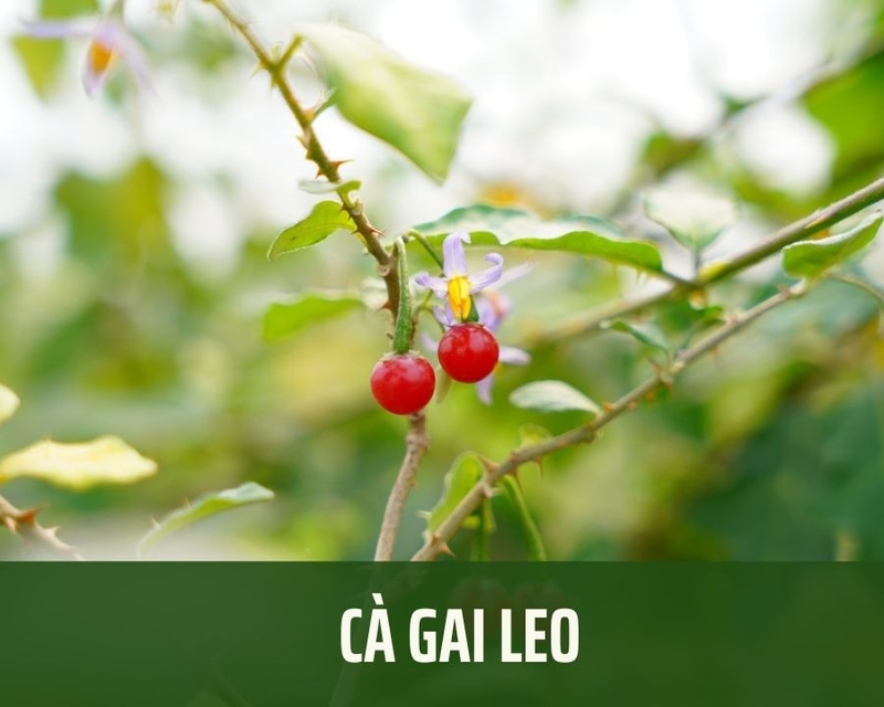 Cà gai leo là thảo dược tự nhiên có lợi cho bệnh nhân gan nhiễm mỡ