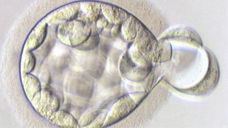 Hỗ trợ phôi thoát màng là gì? 1