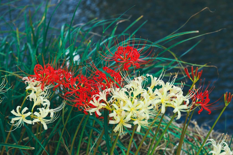 Hoa bỉ ngạn có độc không? Công dụng của hoa bỉ ngạn trong y học và cuộc sống hằng hàng 2