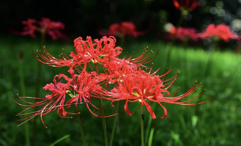 Hoa bỉ ngạn có độc không? Công dụng của hoa bỉ ngạn trong y học và cuộc sống hằng hàng 3