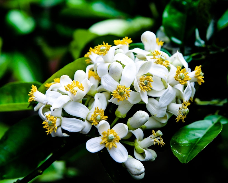 Dầu gội bưởi thorakao có tốt không 2