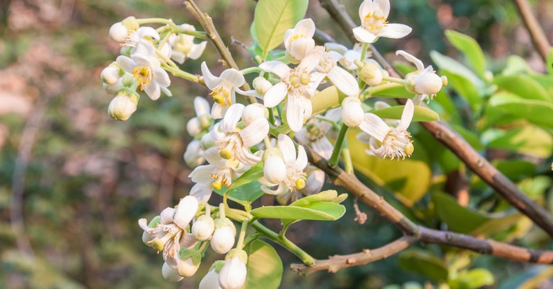 Hoa bưởi và những ứng dụng của hoa bưởi trong đời sống và y học 2