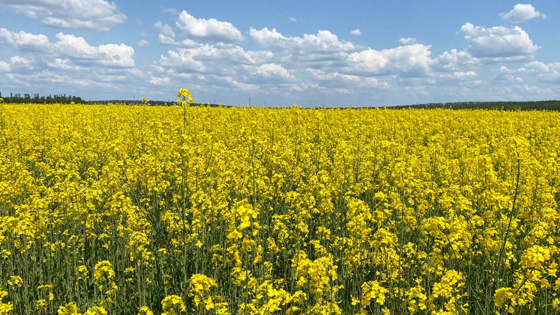 Hoa cải vàng có ăn được không? Thông tin về hoa cải vàng và những lưu ý cần biết 4