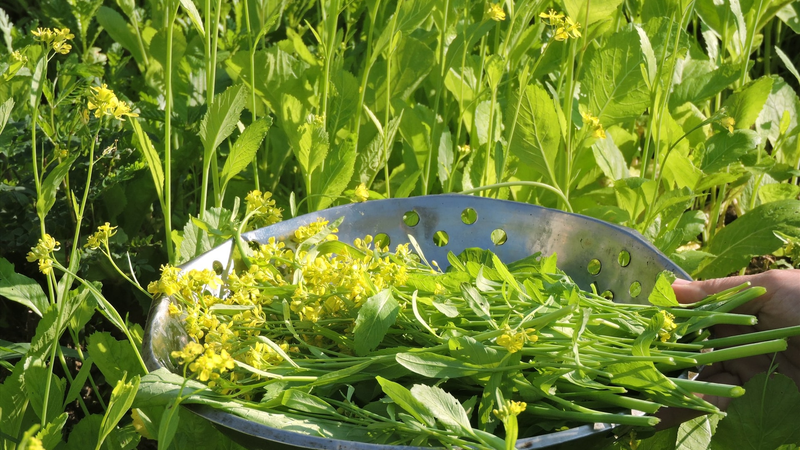 Hoa cải vàng có ăn được không? Thông tin về hoa cải vàng và những lưu ý cần biết 3