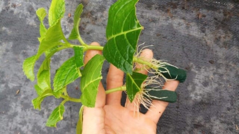 hoa-cam-tu-cau-co-doc-khong-lieu-loai-hoa-nay-co-loi-ich-nao-cho-suc-khoe 2.jpg