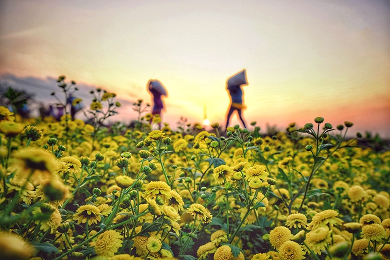 Vườn hoa cúc chi