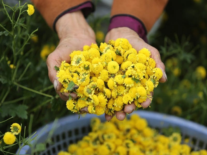 Sử dụng dược liệu hoa cúc chi đúng cách