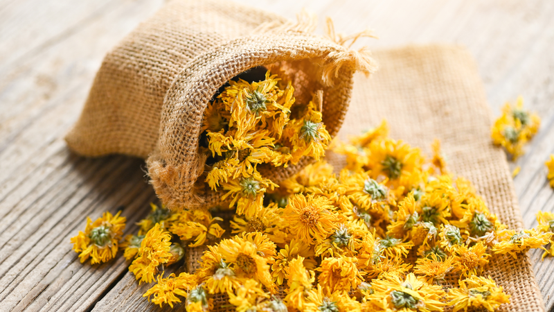 Hoa cúc chi thường được sử dụng dưới dạng trà hoặc kết hợp với các dược liệu khác