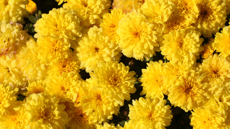 Hoa cúc chi có nguồn gốc từ khu vực Đông Á