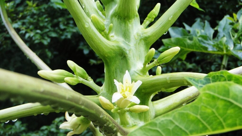 Thực hư về bài thuốc hoa đu đủ đực chữa u tuyến giáp 1