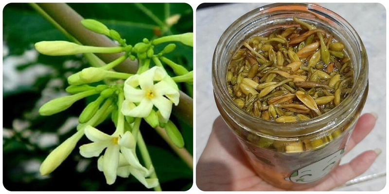 Thực hư về bài thuốc hoa đu đủ đực chữa u tuyến giáp 4