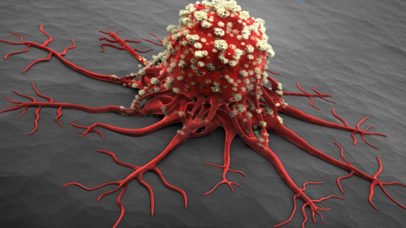 Hoa đu đủ đực ngâm mật ong có tác dụng gì? Ai không nên sử dụng? 4