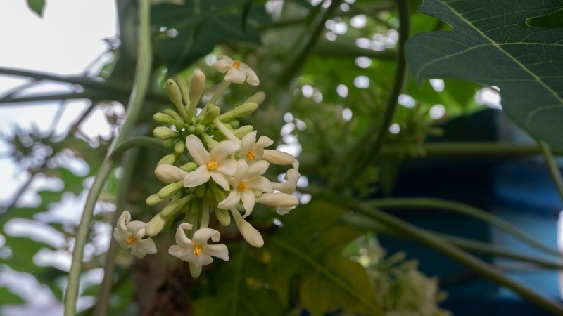 Hoa đu đủ đực tươi và hoa đu đủ đực khô: Chúng có gì tốt cho sức khỏe? 3