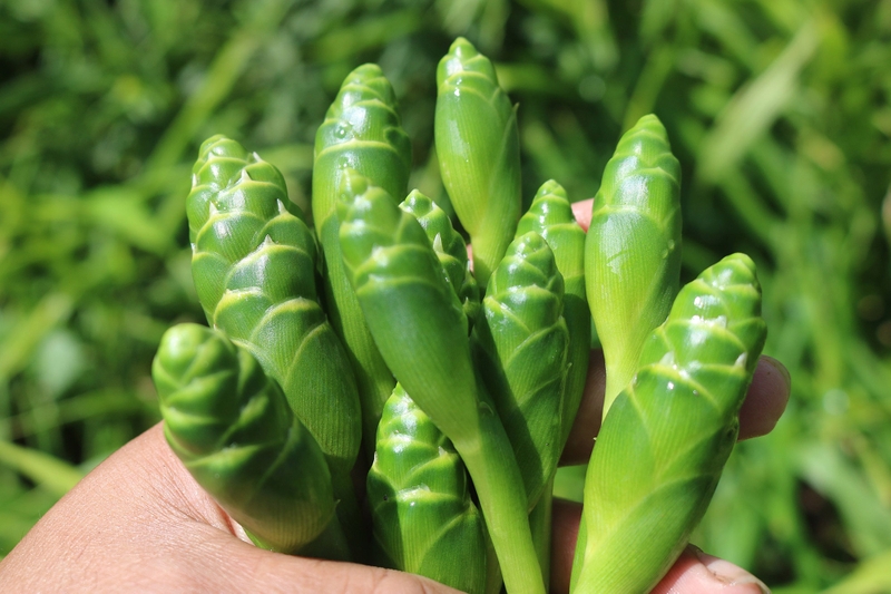 Hoa gừng thành phần dinh dưỡng và công dụng với sức khỏe - 1