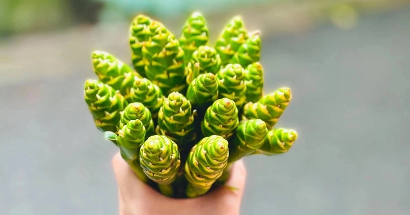 Hoa gừng thành phần dinh dưỡng và công dụng với sức khỏe - 4