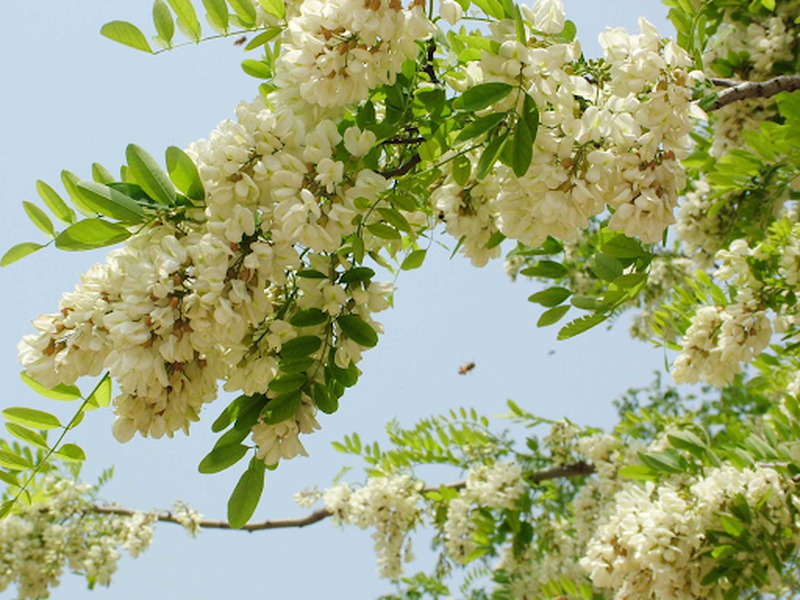 Top 5 Cách dùng hoa hòe chữa bệnh trĩ hiệu quả tại nhà 1