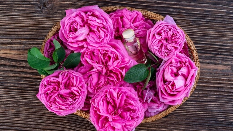 Hoa hồng Damask là một giống hồng lai được trồng ở nhiều nơi