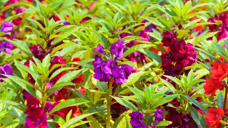 Hoa móng tay được sử dụng trong cả y học cổ truyền và đời sống dân gian